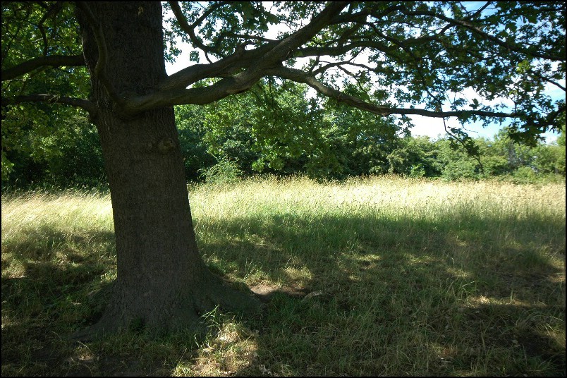 Dsc_9721.jpg