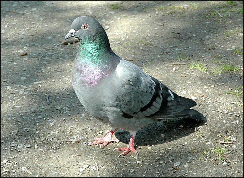 Dsc_8590.jpg